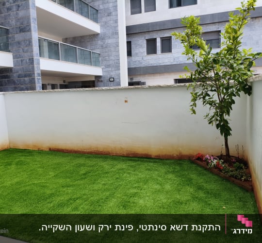 דשא ירוק ועץ קטן בגינה קטנה